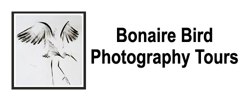 Bonaire Bird Tours